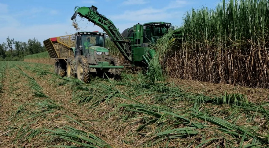 Tractor and harvester cutting and loading tall sugarcane in a field.